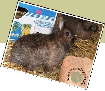 Bild : Banja