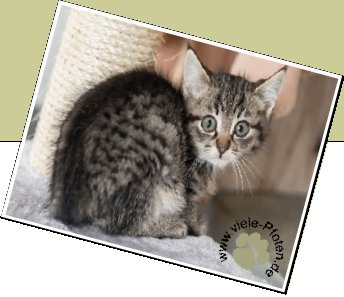 Bild : Viele Katzen im Tierheim