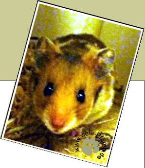 Bild : Rollo