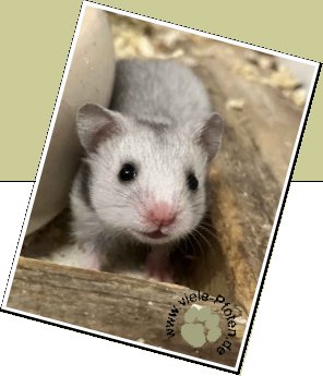 Bild : 3 Hamsterkinder