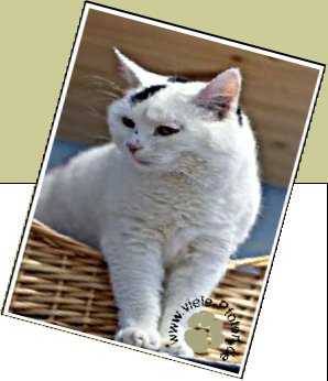 Bild : Flup - seit M&auml;rz 2010 im Tierheim