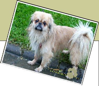 Bild : Jing