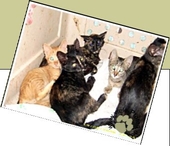 Bild : ungarische Katzen