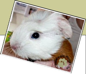 Bild : Nemo