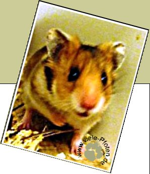 Bild : Finni