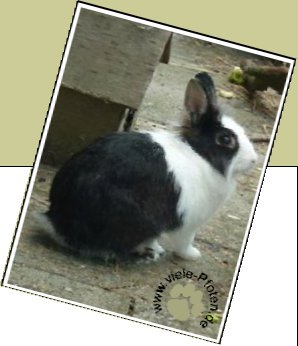 Bild : Safira