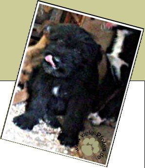 Bild : Puu