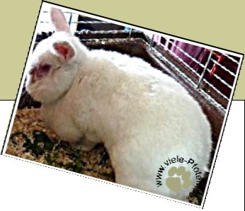 Bild : Susi
