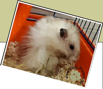 4 Hamster, einzeln zu vermitteln Bild : 4 Hamster, einzeln zu vermitteln