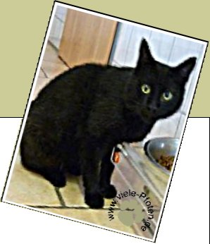 Bild : Tonno