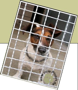 Bild : www.treue-hundeseelen.de