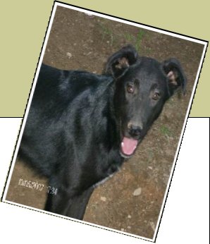 Bild : Blacky 