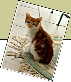 Bild : Niko