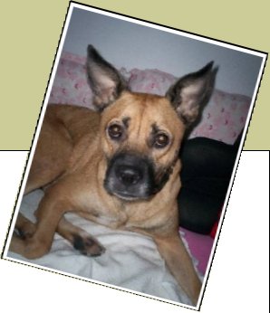 Bild : Funny (Greta immer noch in 22145 Hamburg vermisst / Belohnung ausgesetzt