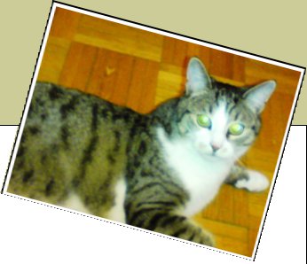Bild : Gismo