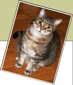 Bild : Lucky bzw. P&uuml;nktchen