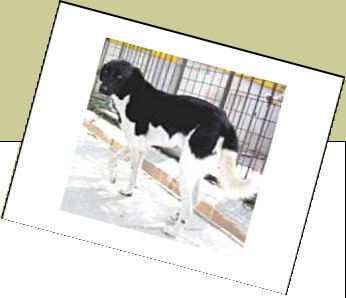 Bild : Max (ehemals Oliver)