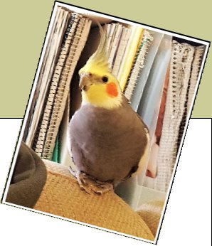Bild : Jacks