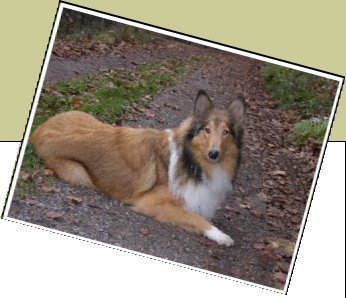 Bild : Lassie